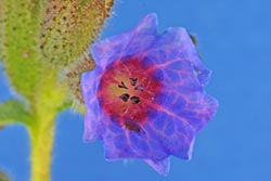 Common Sage can stop excessive sweating in many parts of the body, including the palms.